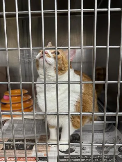 An adult small-sized female Domestic Short Hair cat named Valentina for adoption in Largo, FL