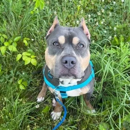 An adult medium-sized male Gray / Blue / Silver Mixed Breed dog named Axel for adoption in Bangall, NY