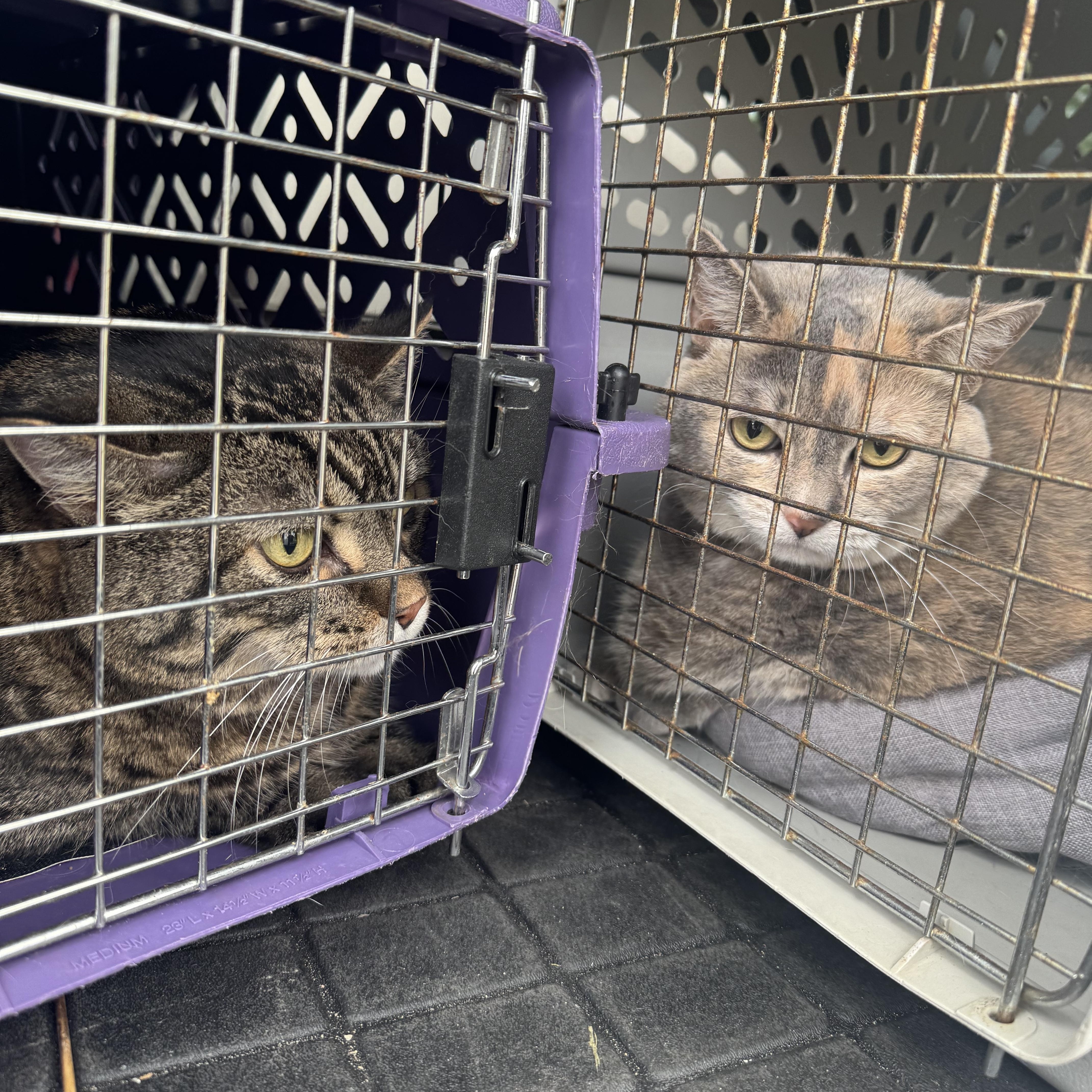 An adult large-sized female Dilute Tortoiseshell Torbie cat named Puck & Poppy for adoption in Eau Claire, WI