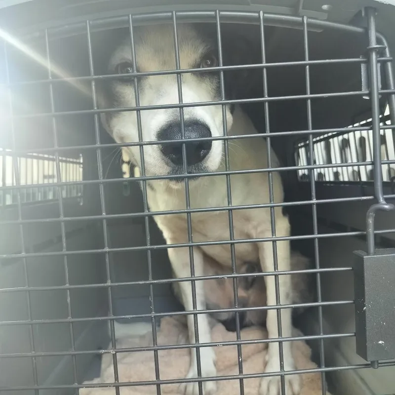 A young medium-sized male White / Cream Mixed Breed dog named Aspen for adoption in Naples, FL