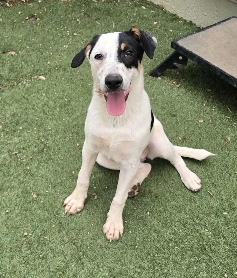 A baby medium-sized female Tricolor (Brown, Black, & White) Coonhound dog named Drizzle for adoption in Phoenix, AZ