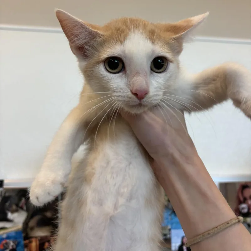 A baby small-sized male Orange / Red Domestic Short Hair cat named Banana Bart for adoption in Louisville, KY