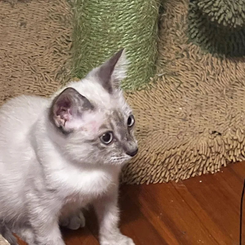 A baby medium-sized male Cream / Ivory Siamese cat named Blue for adoption in Houston, TX