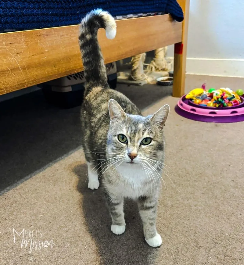 An adult medium-sized female Domestic Short Hair cat named Elaine for adoption in Spokane , WA