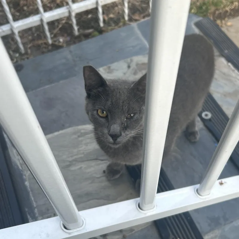 A young medium-sized male Gray / Blue / Silver Domestic Short Hair cat named Azul for adoption in Long Beach, CA