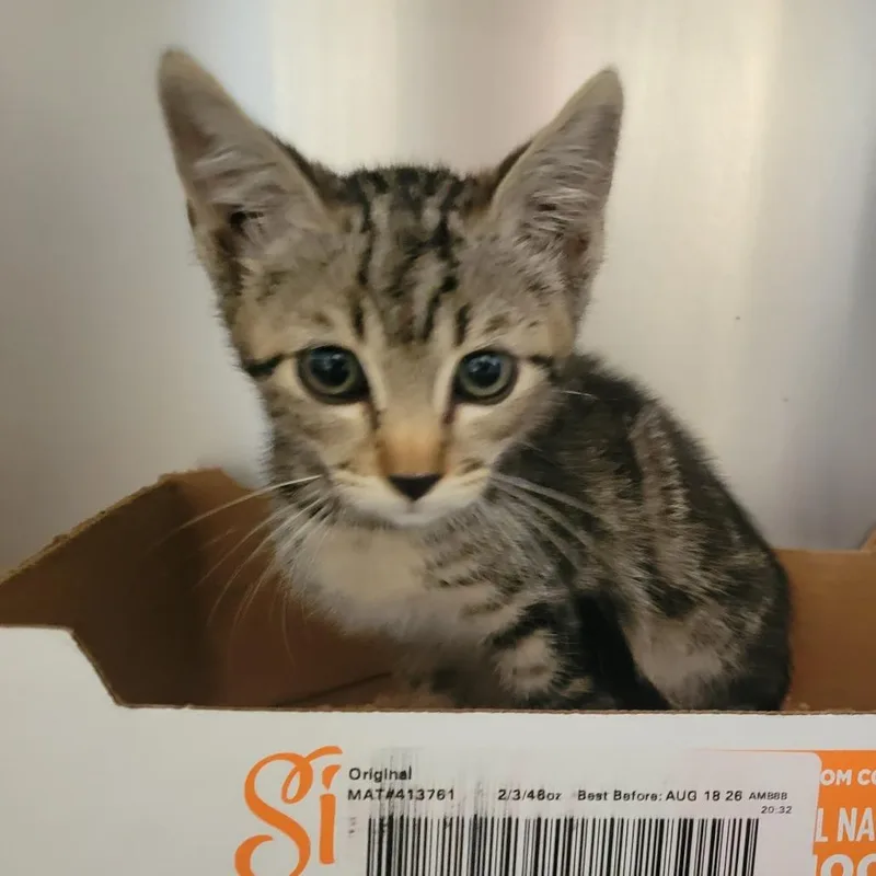 A baby small-sized male Brown / Chocolate Domestic Short Hair cat named Manatee for adoption in Westminster, CA
