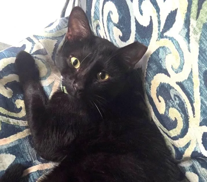 An adult medium-sized male Black Domestic Short Hair cat named Baguire for adoption in Las Cruces, NM