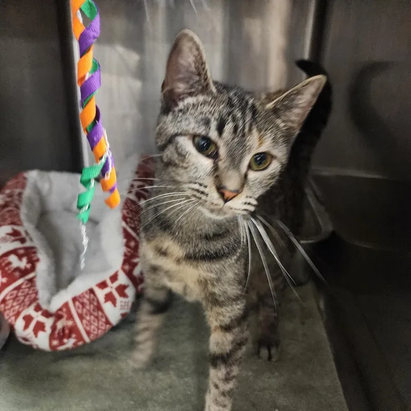 A young small-sized female Black Domestic Short Hair cat named Abigail for adoption in Evensville, TN