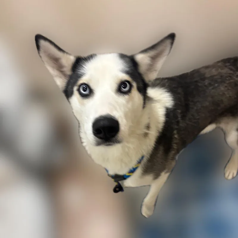 An adult medium-sized female Husky dog named Jetta for adoption in Reno, NV
