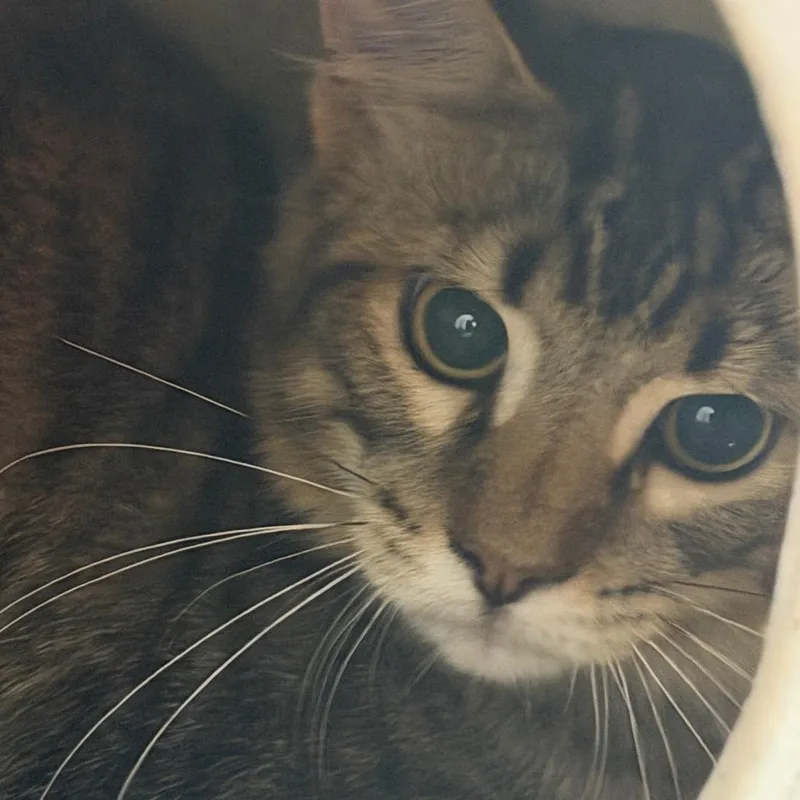 A young medium-sized male Domestic Short Hair cat named Mr Pitter Paws for adoption in Bryan, TX