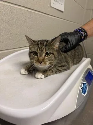 An adult small-sized female Domestic Short Hair cat named Terry for adoption in Fairfax, VA