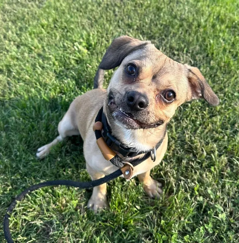 A young small-sized male Brown / Chocolate Beagle dog named Oliver for adoption in Evansville, IN