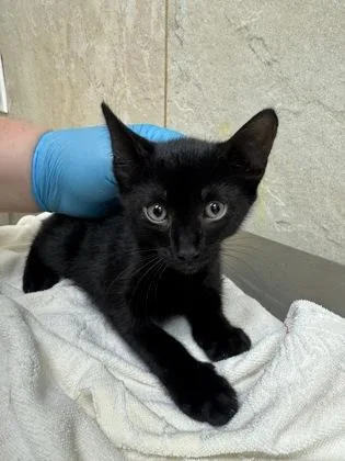 A baby small-sized male Domestic Short Hair cat named Maybach for adoption in Honolulu, HI