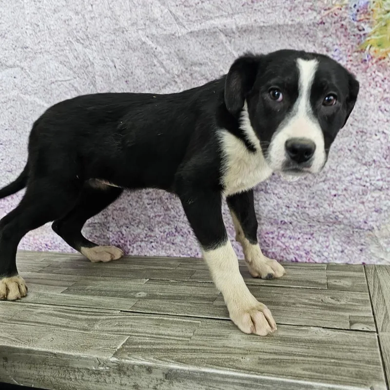 Charlotte thumbnail 2