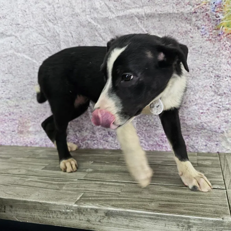 Charlotte thumbnail 3