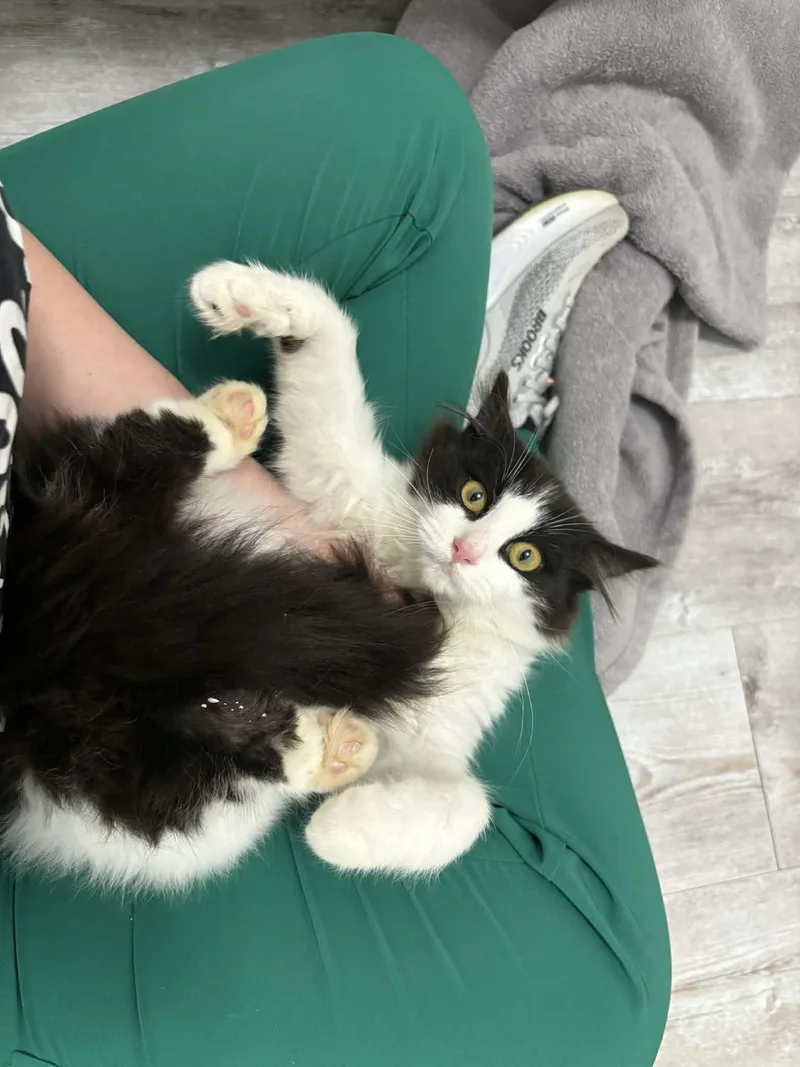 Cookies N Cream thumbnail 2