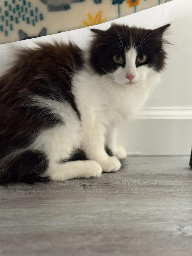 A young medium-sized female Black & White / Tuxedo American Shorthair cat named Cookies N Cream for adoption in Barboursville, WV