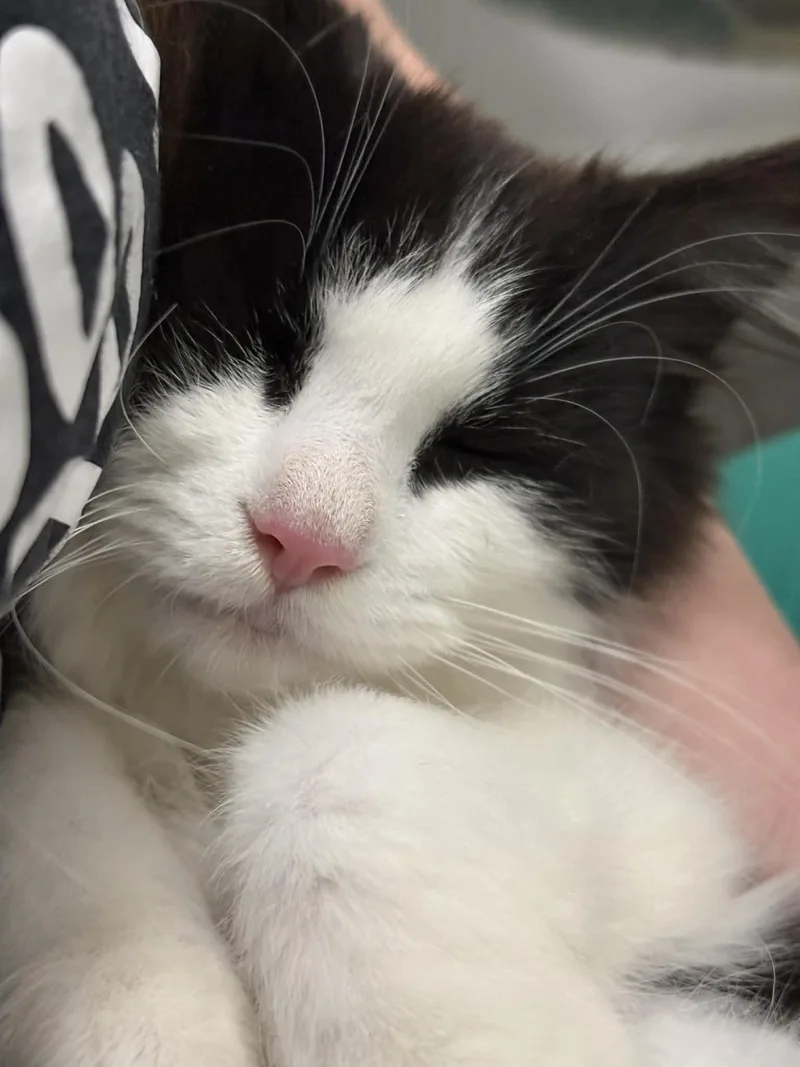 Cookies N Cream thumbnail 3