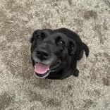 An adult medium-sized female Black Labrador Retriever dog named Kenzie Lee for adoption in Hilliard, OH