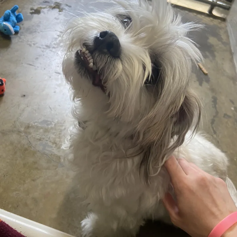 An adult small-sized male White / Cream Maltese dog named Bailey for adoption in Edinburg, VA