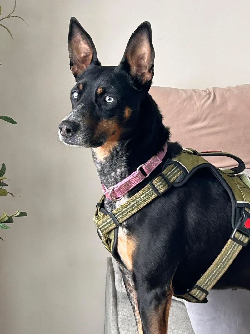 Bluebell thumbnail 2