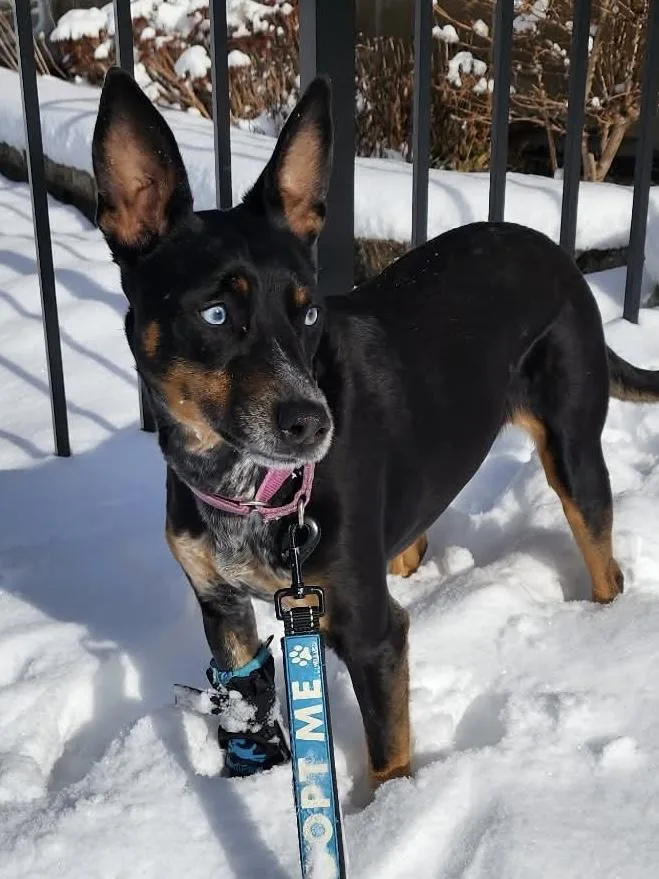 Bluebell thumbnail 3