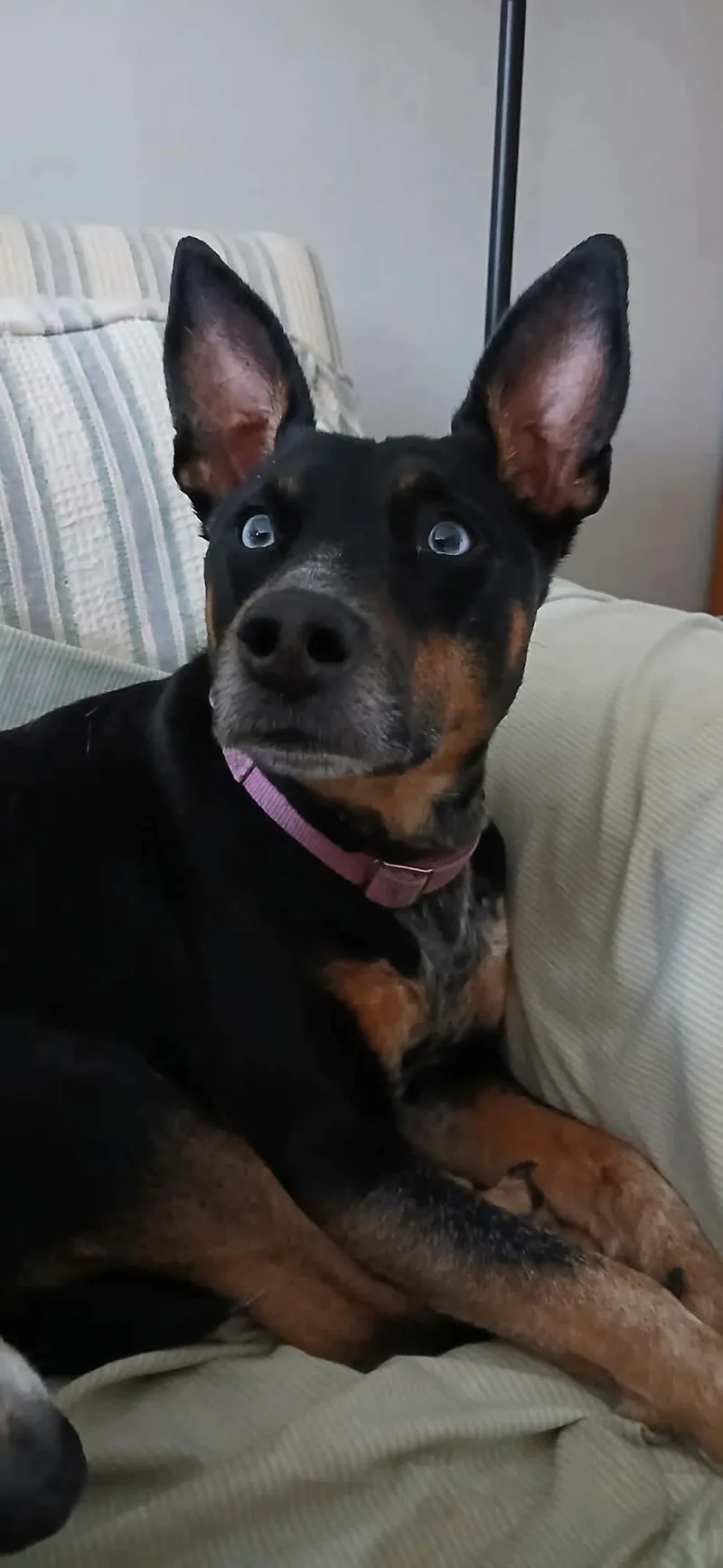 Bluebell thumbnail 4