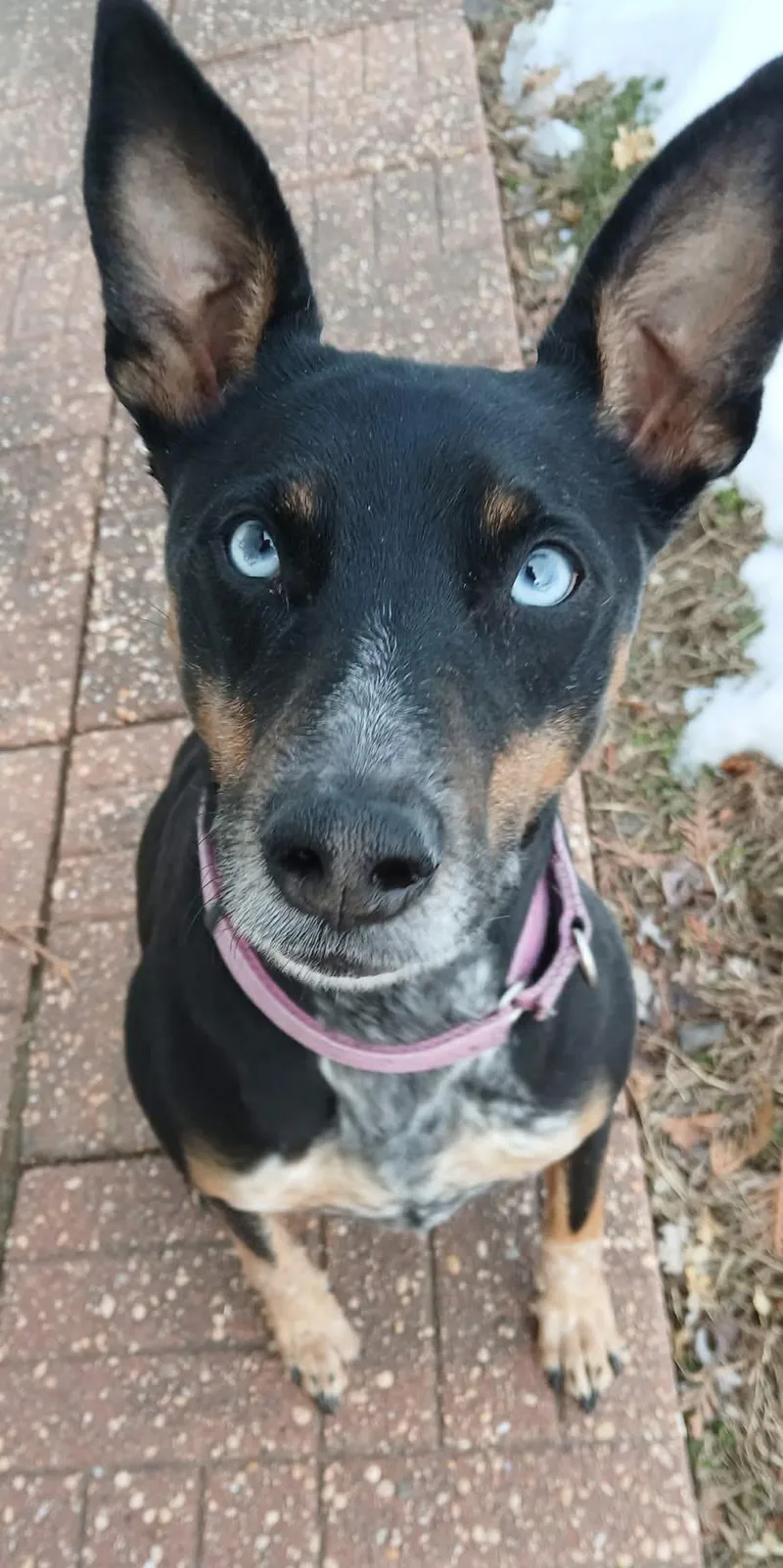 Bluebell thumbnail 5