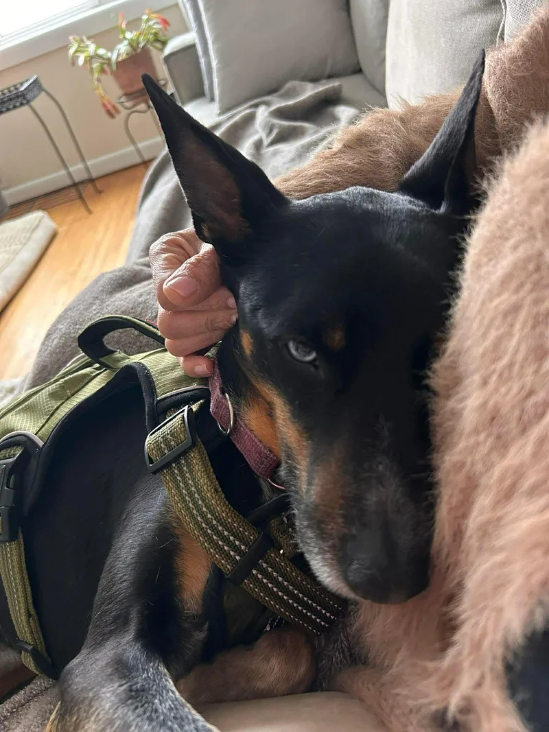 Bluebell thumbnail 6