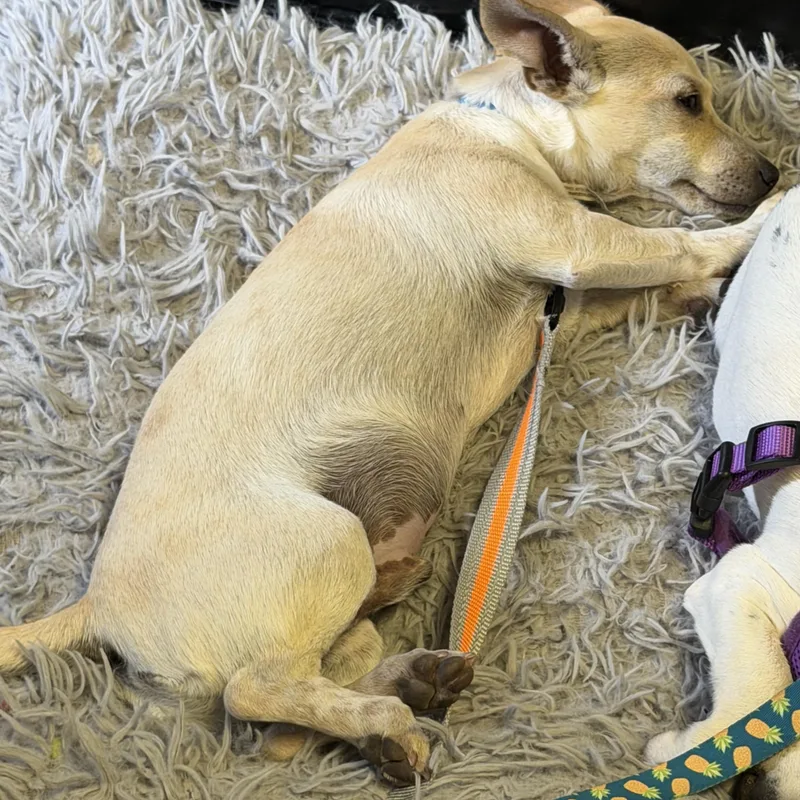 A baby small-sized male White / Cream Chihuahua dog named Mr. Cutie Pie Graham for adoption in Ridgefield, WA