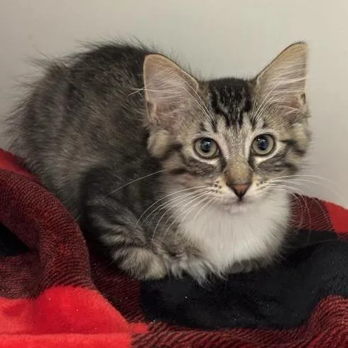 A baby small-sized female Brown / Chocolate Domestic Short Hair cat named Robin for adoption in Long Beach, CA
