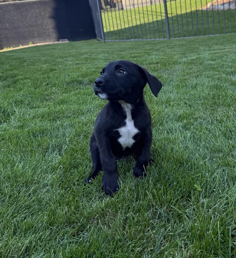A baby medium-sized male Tricolor (Brown, Black, & White) Mixed Breed dog named Tai for adoption in Clinton Township, MI