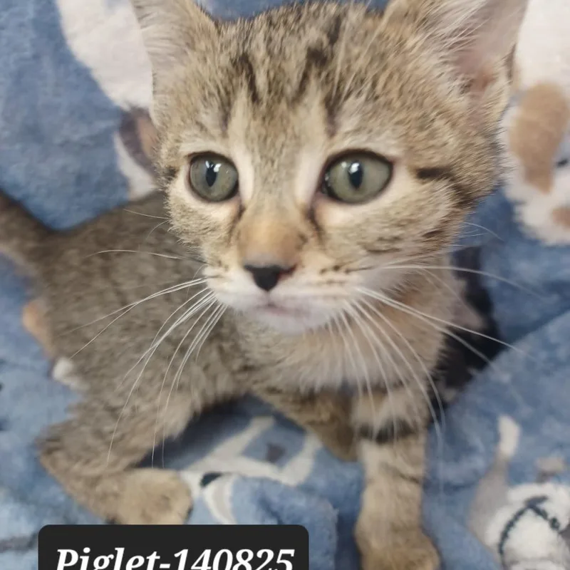 A baby small-sized female Domestic Short Hair cat named Piglet for adoption in New Tazewell, TN
