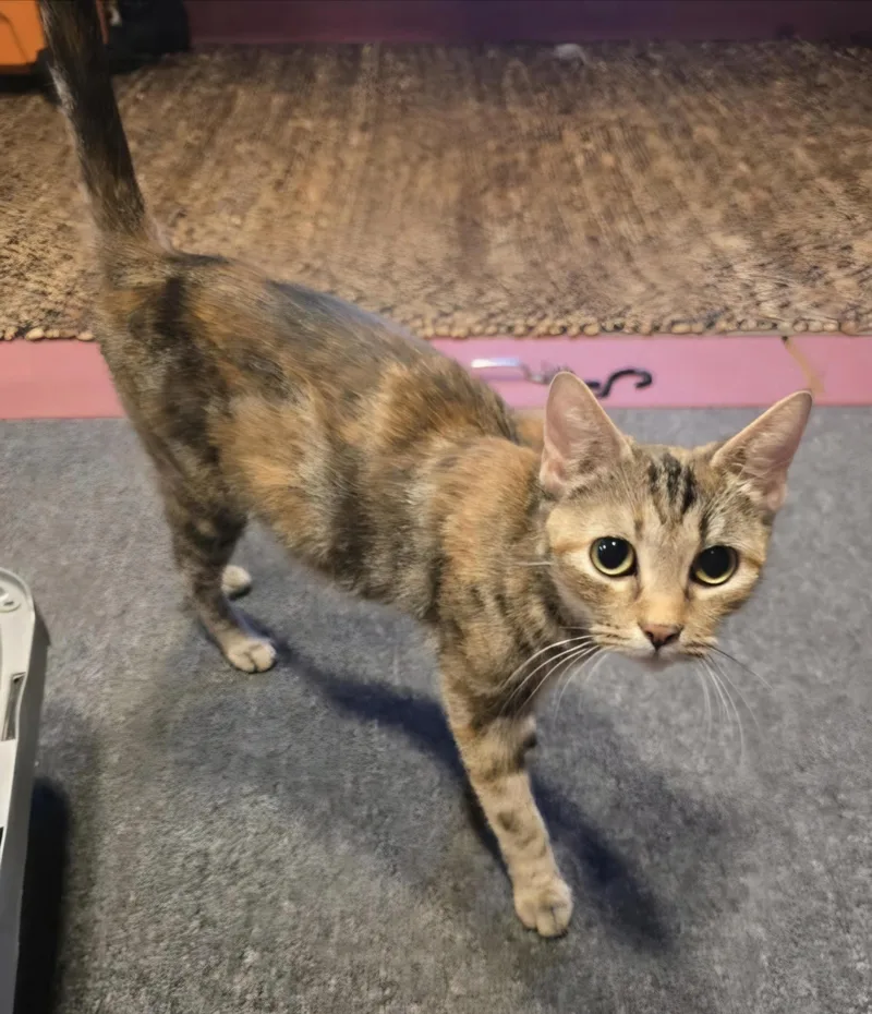 A young medium-sized female Torbie Domestic Short Hair cat named Mitzy for adoption in Warr Acres, OK