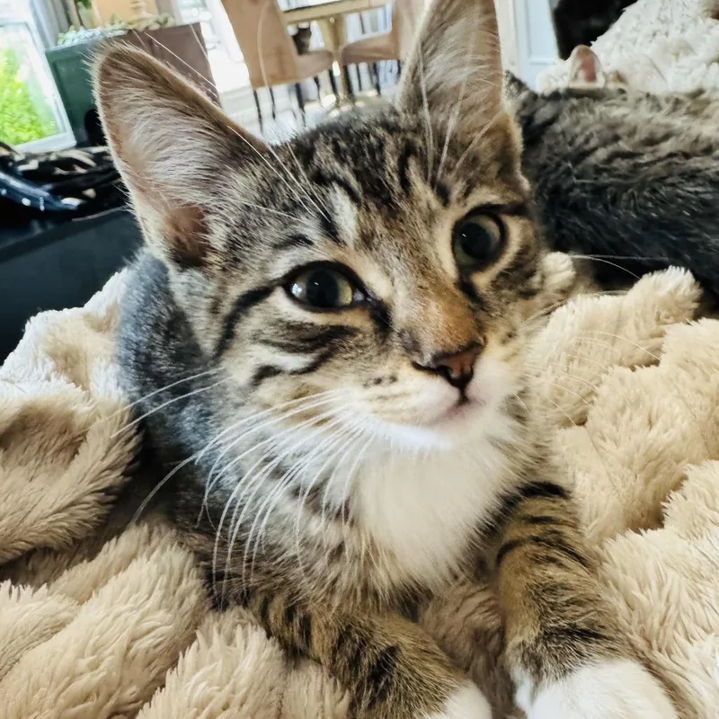 A baby small-sized male Brown / Chocolate Domestic Short Hair cat named Potato Chip and Pretzel for adoption in Fort Worth, TX