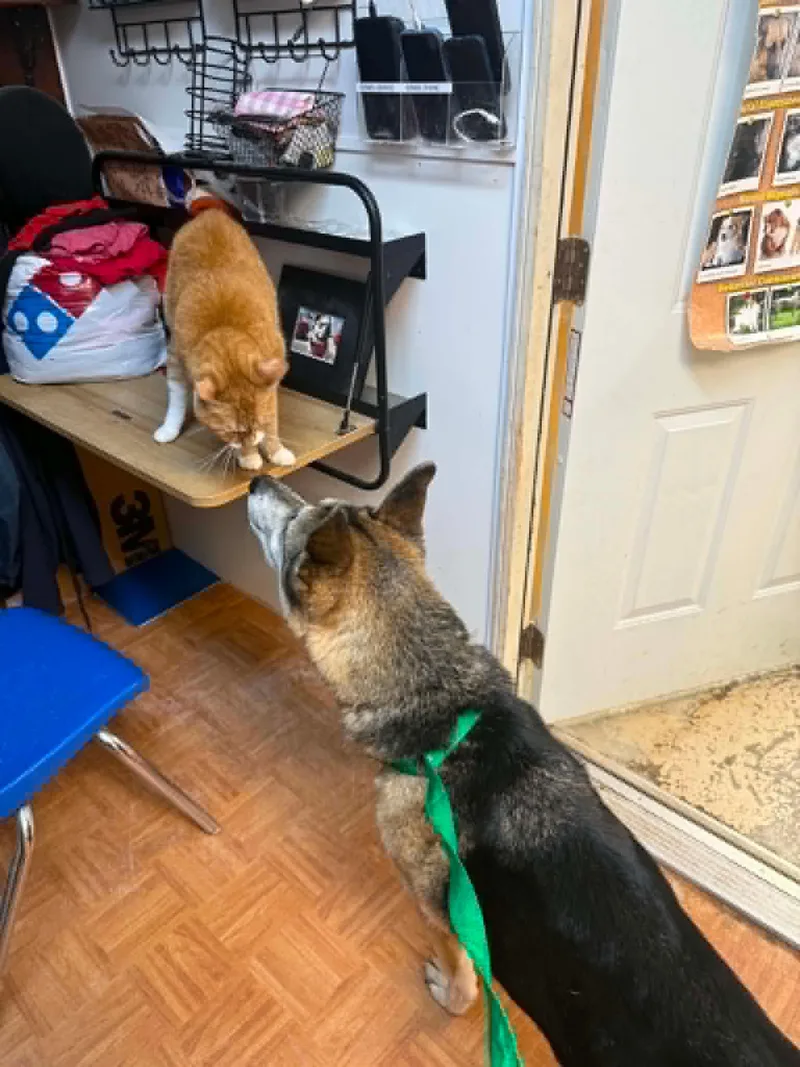 An adult medium-sized male Husky dog named Creek for adoption in Germantown, OH