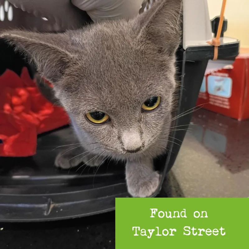A young small-sized female Gray / Blue / Silver Domestic Short Hair cat named Shine for adoption in Lynchburg, VA