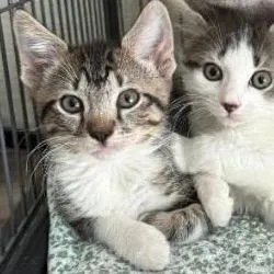 A baby small-sized male Brown / Chocolate Domestic Short Hair cat named Carl for adoption in Orangevale, CA