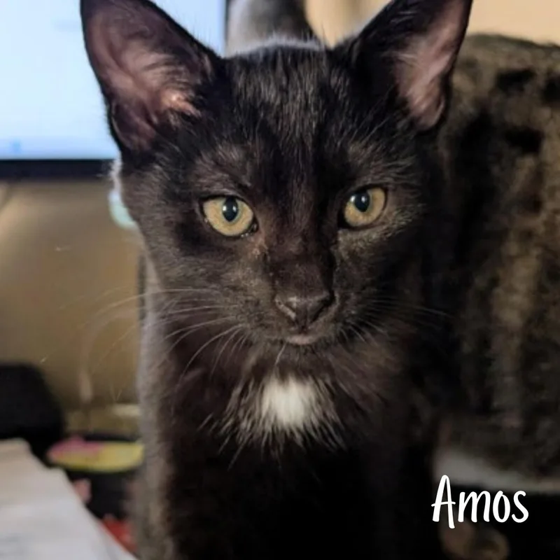A young medium-sized male Black & White / Tuxedo Domestic Short Hair cat named Amos for adoption in Janesville, WI