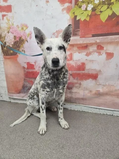 A young large-sized male Australian Cattle Dog / Blue Heeler dog named Spots for adoption in San Bernardino, CA