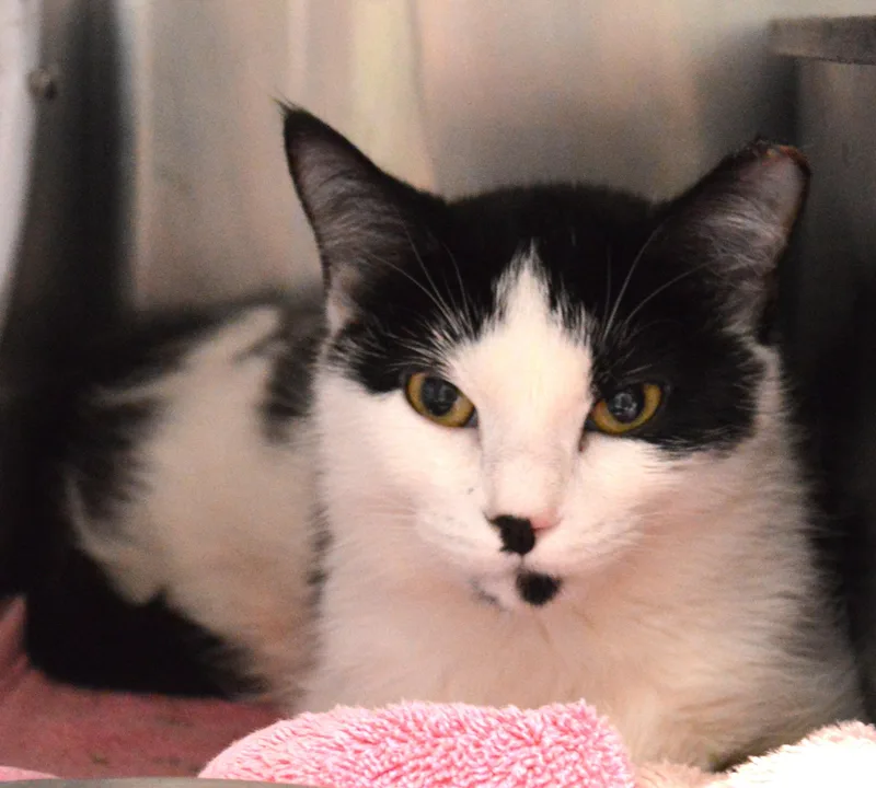 A young medium-sized female Domestic Medium Hair cat named Koa for adoption in House Springs, MO