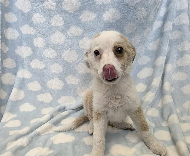 A baby small-sized female Australian Shepherd dog named Zen for adoption in Agoura, CA