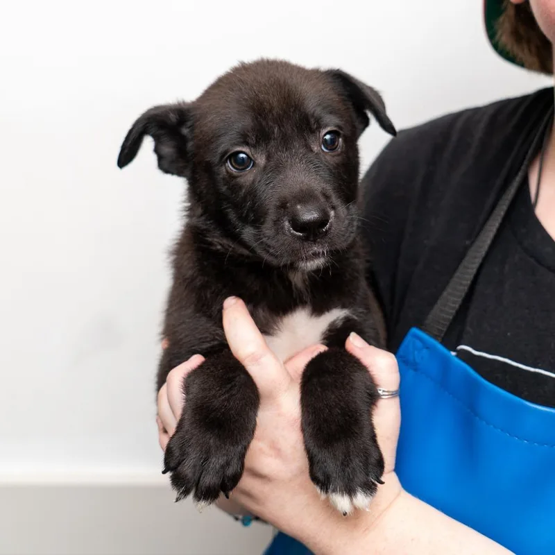 A baby medium-sized male Black Mixed Breed dog named Sleeper for adoption in New York, NY
