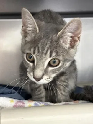A young small-sized female Domestic Short Hair cat named Lindy for adoption in Madison, NJ