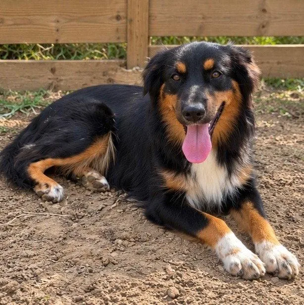A young medium-sized female Australian Shepherd dog named Brianna for adoption in Dallas, TX