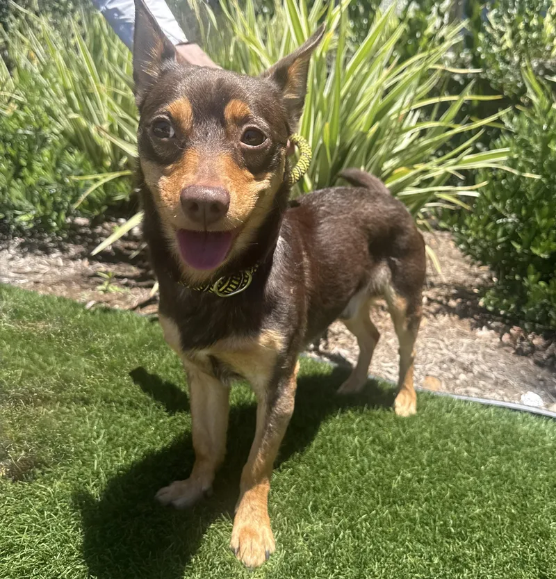 An adult small-sized male Chihuahua dog named Rocket for adoption in Newport Beach, CA