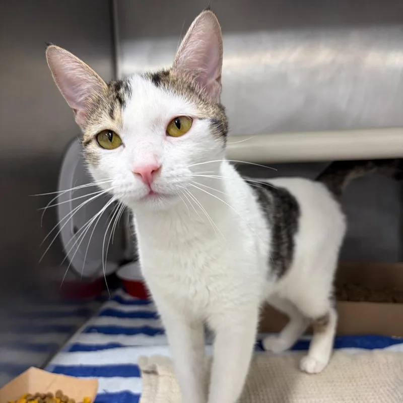 A young medium-sized female Domestic Short Hair cat named Oreo for adoption in Newark, NJ