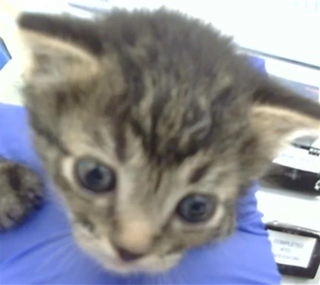 A baby medium-sized female Domestic Medium Hair cat named Nami for adoption in Dallas, TX