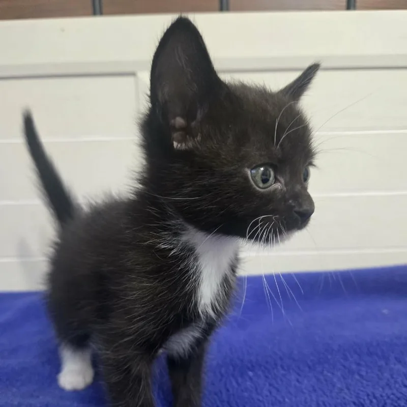 A baby small-sized male Black Domestic Short Hair cat named M&m for adoption in Greenville, NC