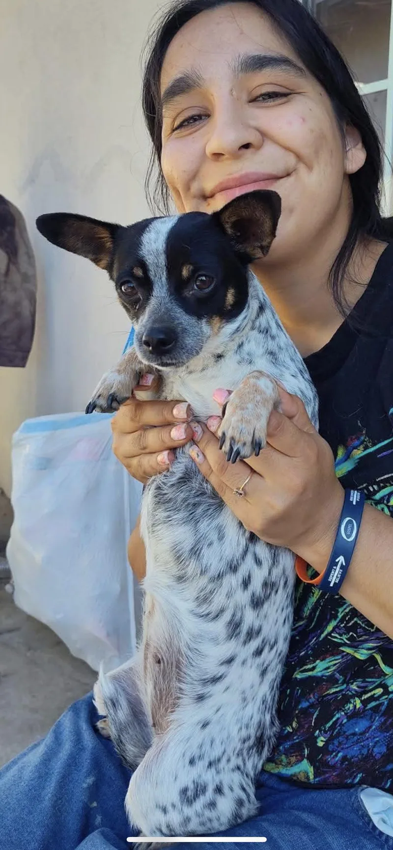 A young small-sized female Tricolor (Brown, Black, & White) Chihuahua dog named Pepper for adoption in Hamden, CT